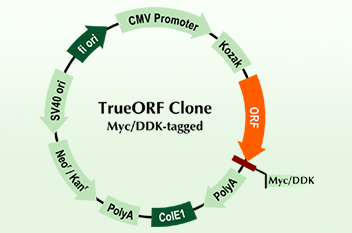 98 ORF Clone Promotion
